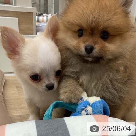チワワの写真