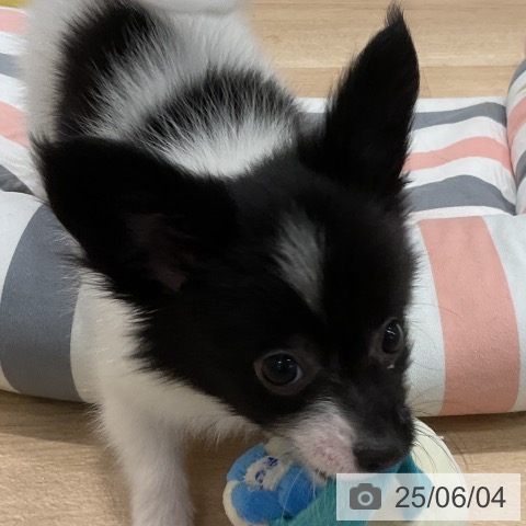 パピヨンの写真