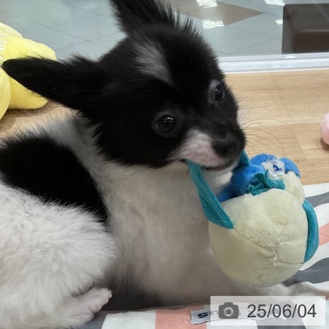 パピヨンの写真