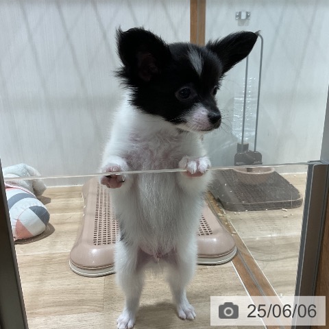 パピヨンの写真