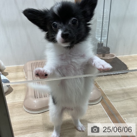 パピヨンの写真
