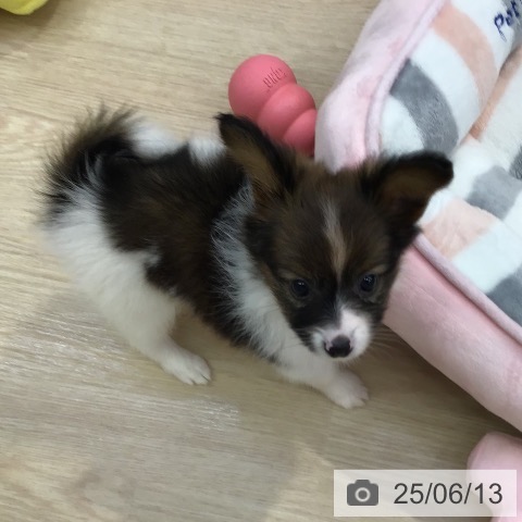 パピヨンの写真