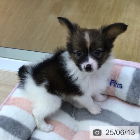 パピヨンの写真