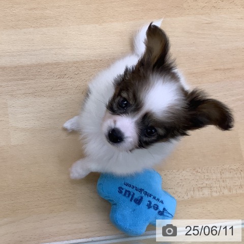 パピヨンの写真