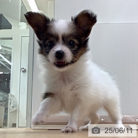 パピヨンの写真
