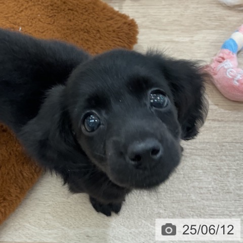 ミニチュア・ダックスフンドの写真