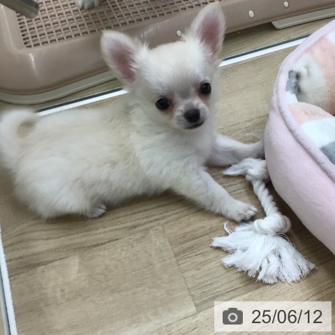 チワワの写真