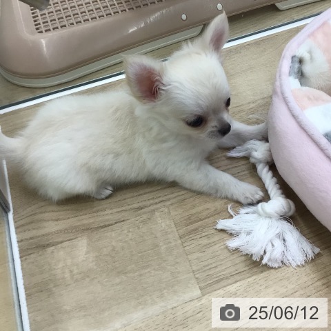 チワワの写真