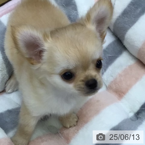 チワワの写真