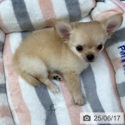 チワワの写真