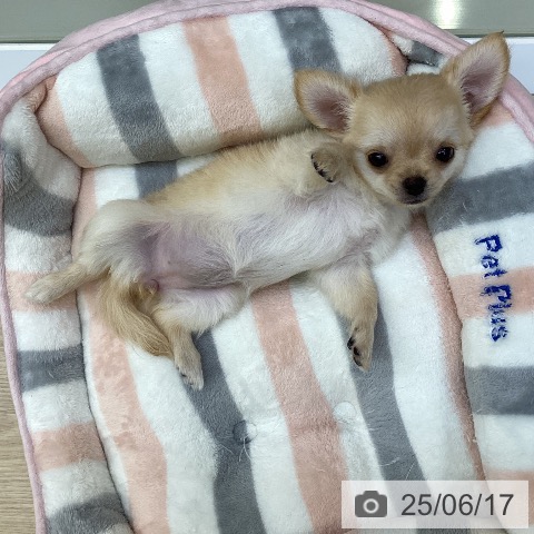 チワワの写真
