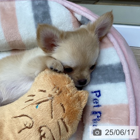 チワワの写真