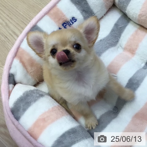 チワワの写真