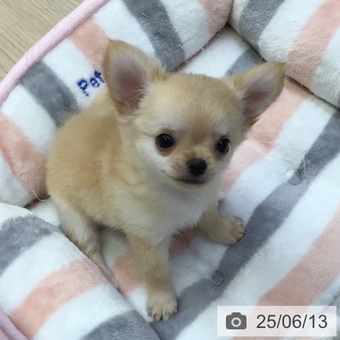 チワワの写真