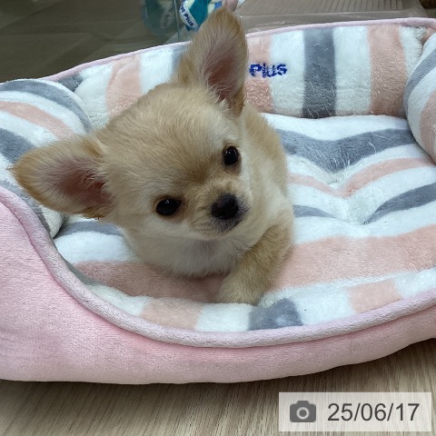 チワワの写真