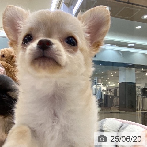 チワワの写真