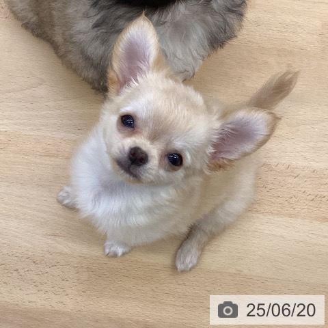 チワワの写真
