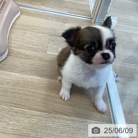 チワワの写真