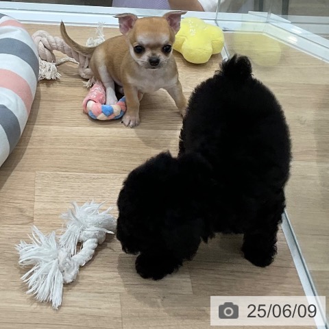 チワワの写真