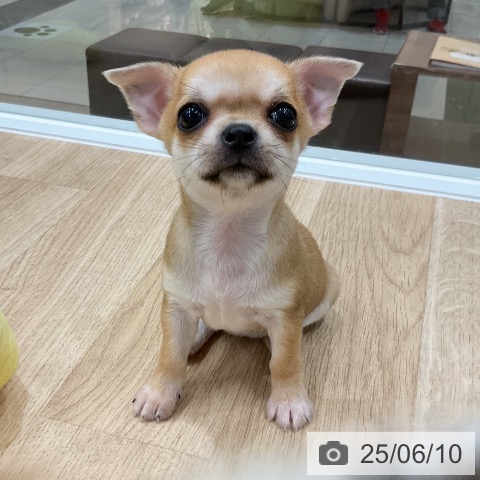 チワワの写真