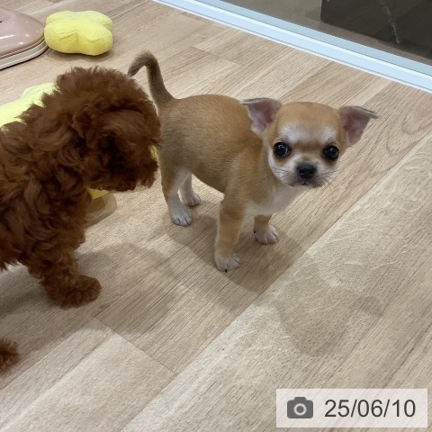 チワワの写真