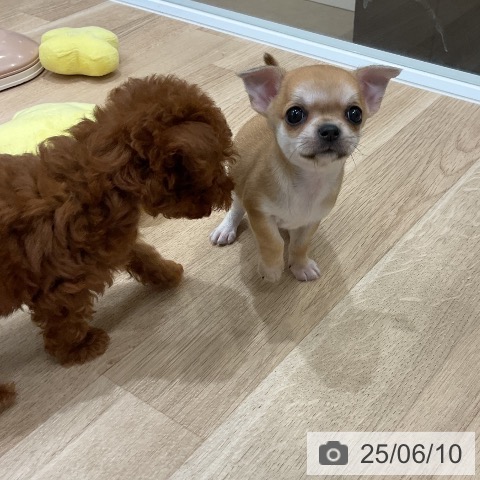 チワワの写真