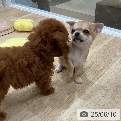 チワワの写真