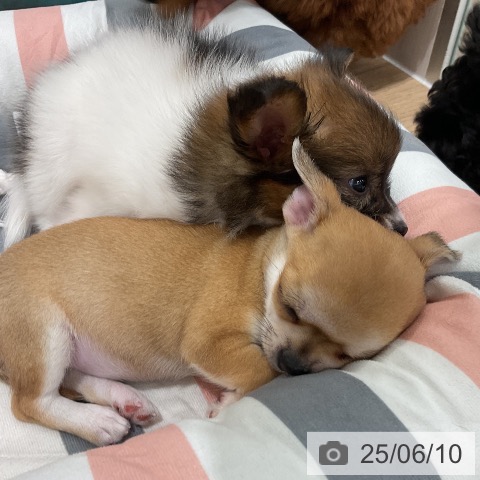 チワワの写真