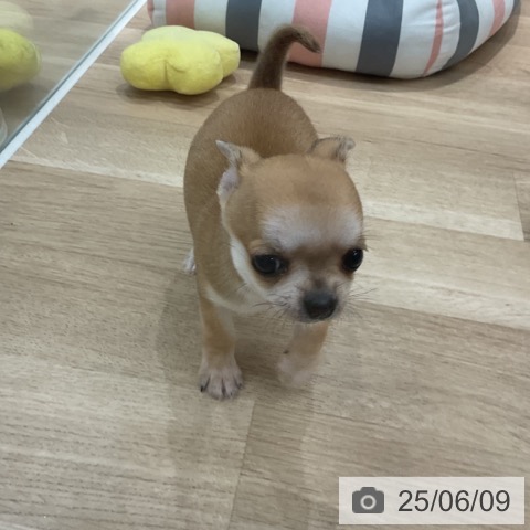 チワワの写真
