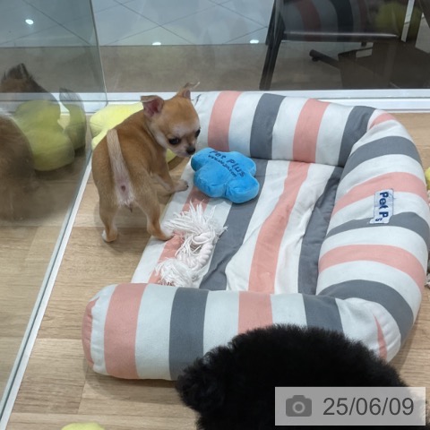 チワワの写真