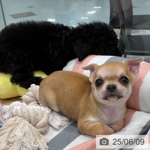 チワワの写真