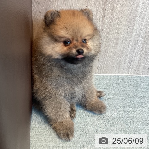 ポメラニアンの写真