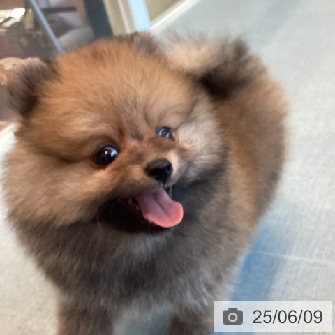 ポメラニアンの写真