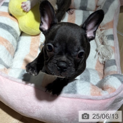 フレンチ・ブルドッグの写真