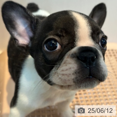 フレンチ・ブルドッグの写真