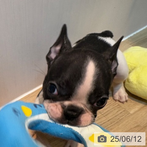 フレンチ・ブルドッグの写真