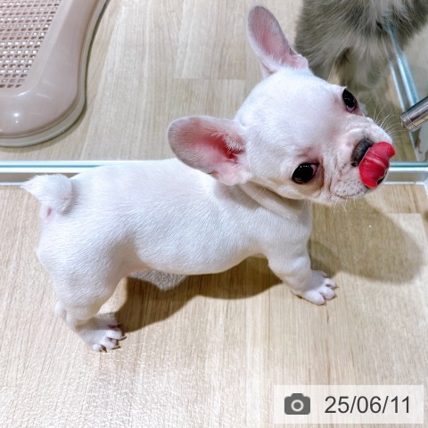フレンチ・ブルドッグの写真