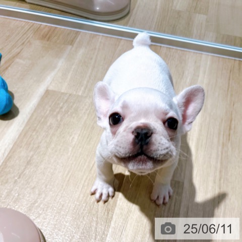 フレンチ・ブルドッグの写真