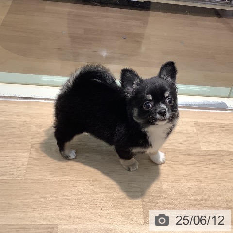 チワワの写真