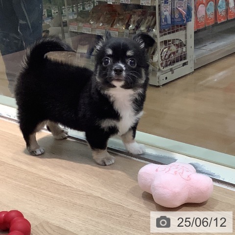 チワワの写真
