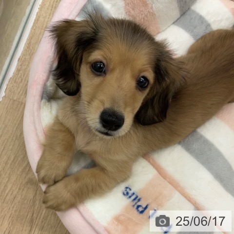 カニーンヘン・ダックスフンドの写真