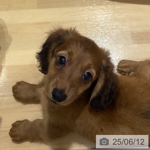 ミニチュア・ダックスフンドの写真