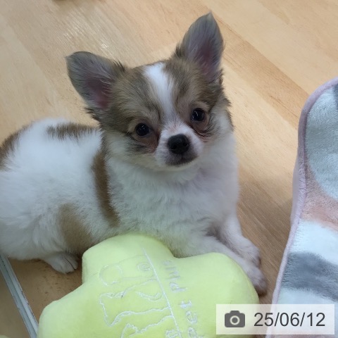 チワワの写真
