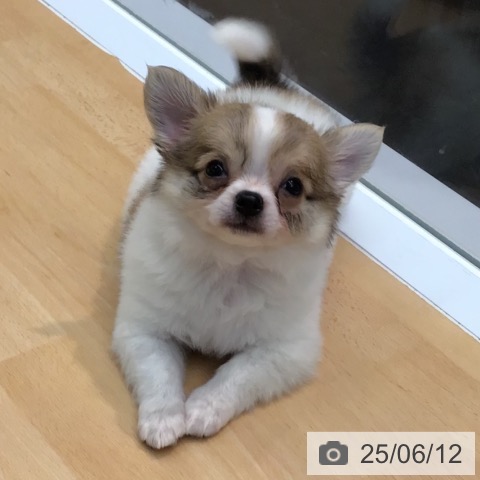 チワワの写真