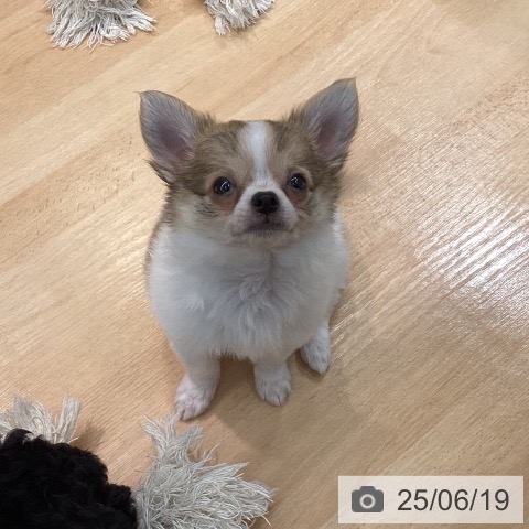チワワの写真