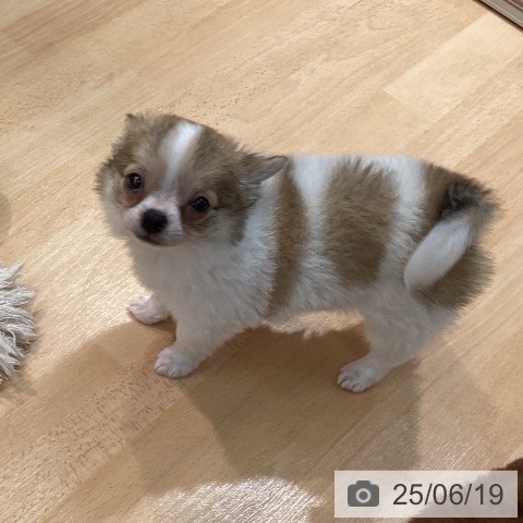チワワの写真