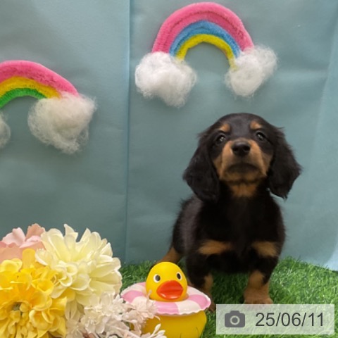 ミニチュア・ダックスフンドの写真