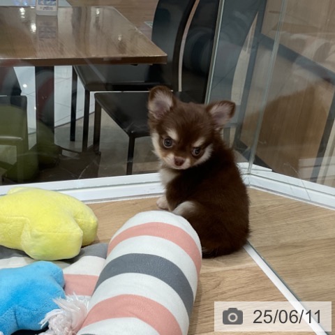 チワワの写真