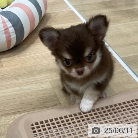 チワワの写真