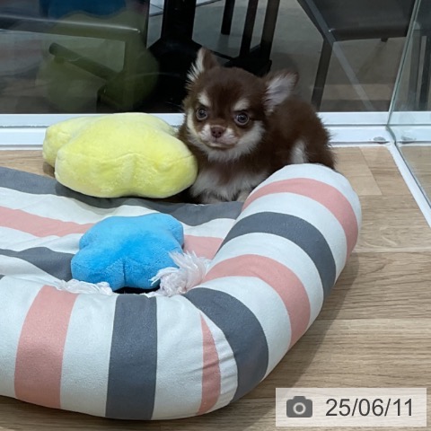 チワワの写真